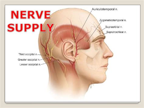 Anatomy of scalp