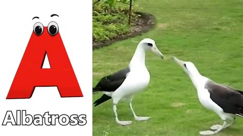 Birds Alphabet Song For Kids Birds Abc Song Phonics For Kids Baby