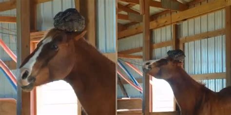 La femme regarda son cheval et vit quelque chose de gros sur sa tête