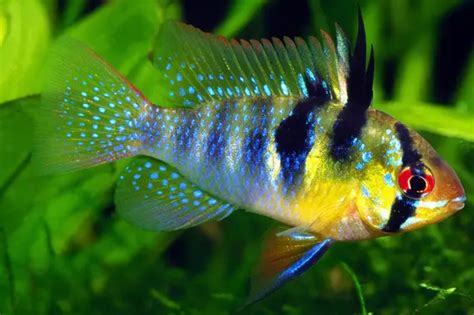 German Blue Ram Cichlid Mikrogeophagus Ramirezi Fish Profile Care Guide