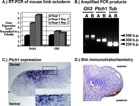 Shh Signaling In Limb Bud Ectoderm Potential Role In Teratogen‐induced