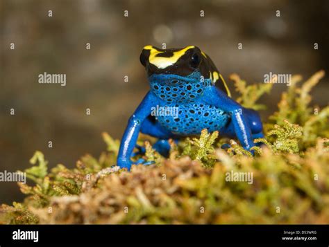 Dyeing Poison Dart Frog Dendrobates Tinctorius Stock Photo Alamy