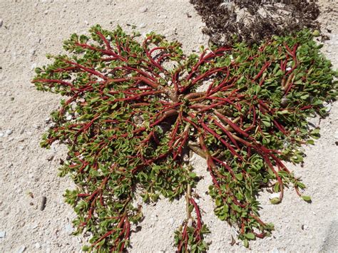Common Purslane (Portulaca oleracea) - Botanical Realm
