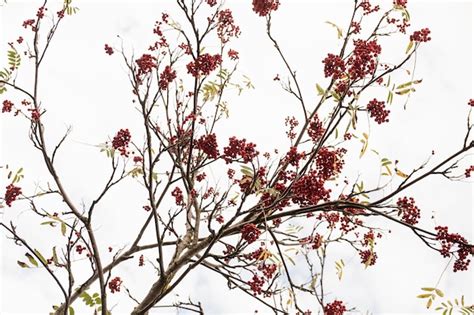 Coloridos racimos de bayas rojas y hojas de otoño en las ramas de los