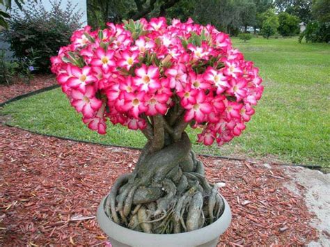 Flor De Rosa Del Desierto 5 Semillas Adenium Obesum Libre De OGM