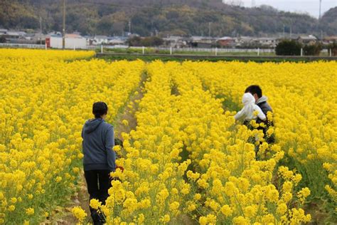 画像 黄色の菜の花畑で行われる素敵な地域イベント♪ 綾部山梅林で「第18回 みつ菜の花まつり」開催 たつの市 Kiss Press