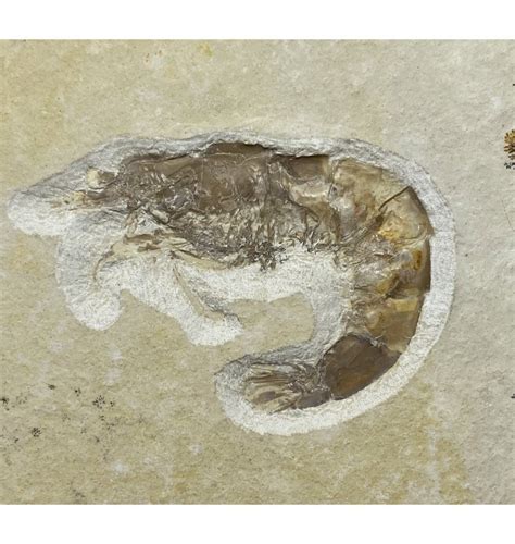 Fossils For Sale Fossils Uk Upper Jurassic Fossil Prawn From