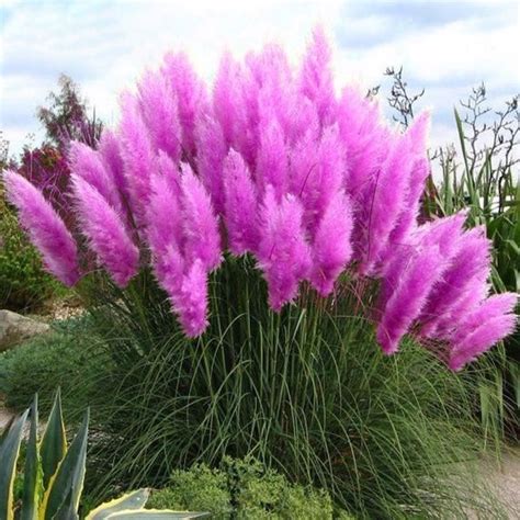 Rare Purple Pampas Grass Seeds 100 Seeds Pack Garden Ornamental Flowers Bonsai Potted Plant