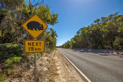 Wombat Facts For Kids Brisbane Kids