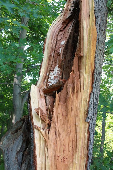Laetiporus sulphureus - TreeRot.com