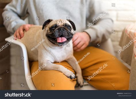 5,356 Pug owner Images, Stock Photos & Vectors | Shutterstock