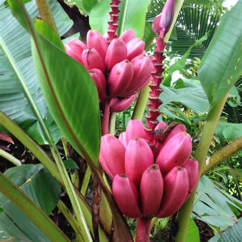 Marvel at the most exotic and mysterious banana varieties in the world