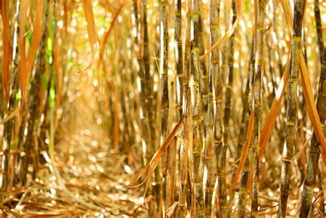 New Technology Could Boost Brazilian Sugarcane Production By More Than