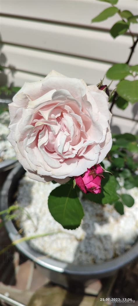 Галерея - Dieter Muller (DELamo, Soeur Emmanuelle) - Энциклопедия роз