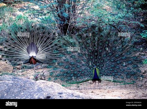 Dancing Indian Peafowl Pavo Cristatus Peacock Open Feathers From