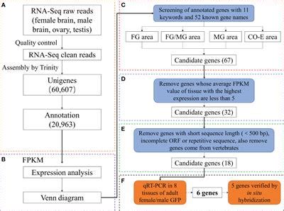 Frontiers Transcriptome Analysis Of Gonads And Brain Of Giant