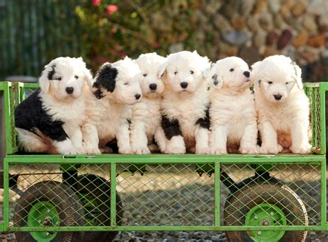 Adorable Old English Sheepdog Pups Bundle Together For Snap In The Sun