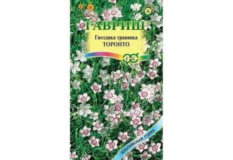 Гвоздика Торонто — описание, фото и характеристики сорта