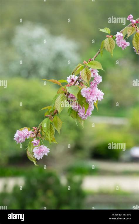 Prunus Kiku Shidare Zakura Flowering Japanese Cherry Tree Blossom