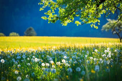 Breathtaking Wildflower Landscapes That Look Like Paintings