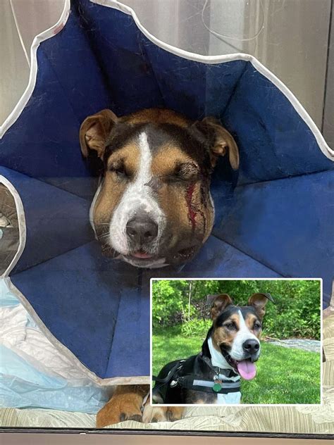 Timber Rattlesnake Bite Dog