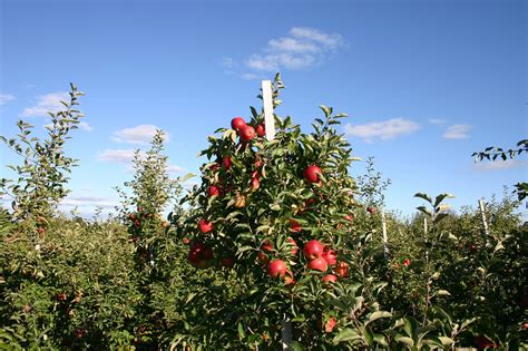 Download free photo of Apple,orchard,apple tree,fruit tree,apple orchard - from needpix.com