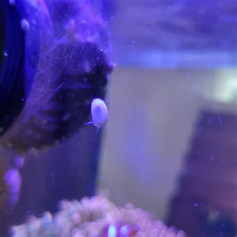 What Is This It Is A Flat Worm Rreeftank