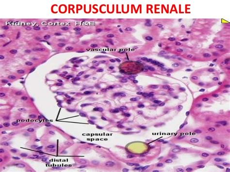 Histologi Ginjal 2015