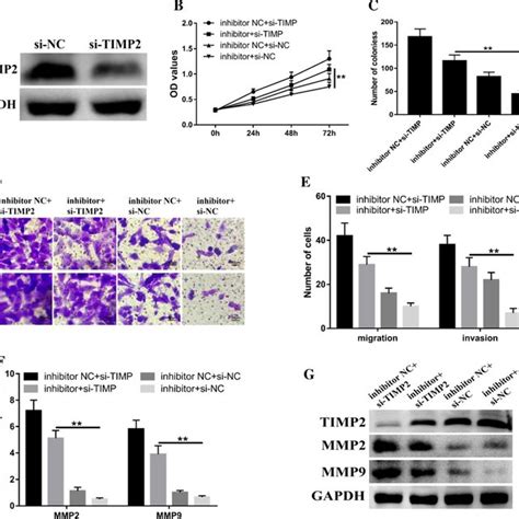 Knockdown Of TIMP2 Reversed MiR 17 5p Function In CC Cells A TIMP2