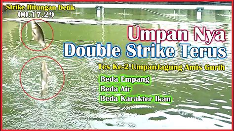 Umpan Jitu Ikan Mas Musim Hujan Double Strike Terus Bikin Ikan