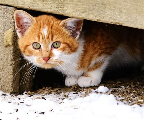 Caring For Feral Cats In The Winter Hartz