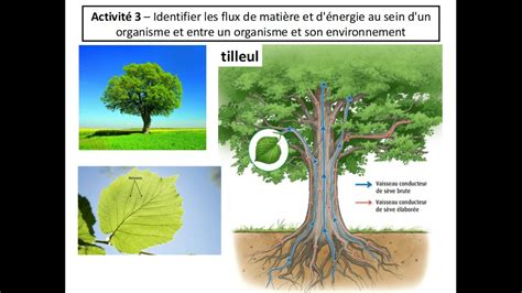 SVT 2nde THÈME 1 2 3 flux de matière et interdépendance des