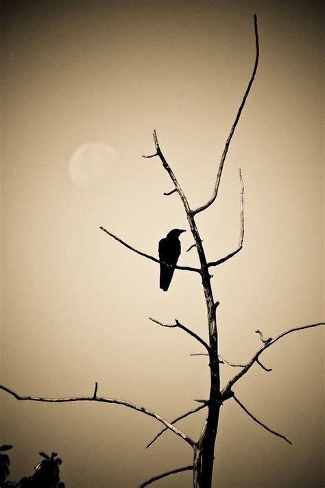 Crow In A Tree By JJJINK Deviantart On DeviantArt Hemlock Crows