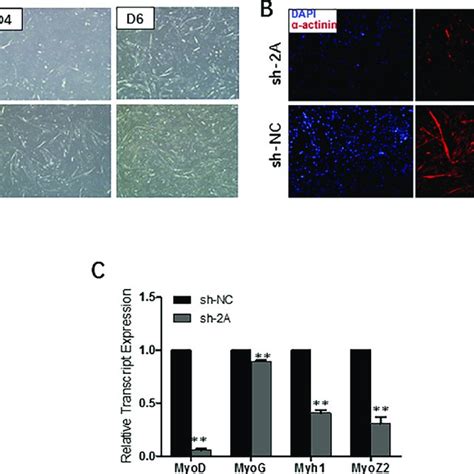 MEF2A Knockdown Inhibits Myoblast Differentiation A Morphological