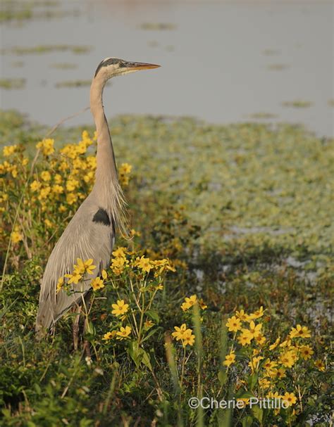 Backyard Birding In Merida Yucatan And Beyond Sunny Flowers On A