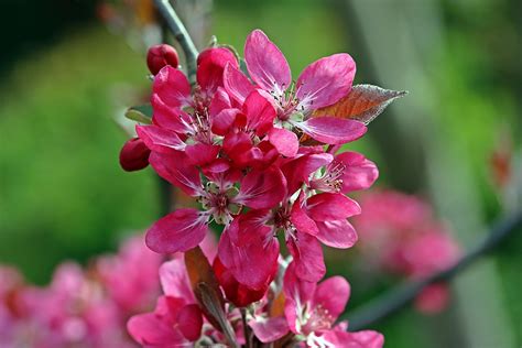 Apple Tree Blossom Bloom Free Photo On Pixabay Pixabay