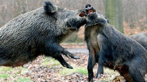 Legacy of Chernobyl: Boar shot in Sweden Found to have 10 Times the ...