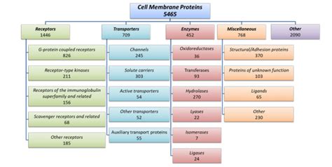 Membrane Protein Screening Platform Kyinno Bio