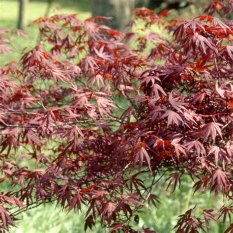 Acer Palmatum Moonfire