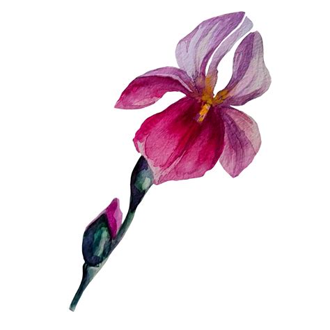 Irises Watercolor Illustration 17207111 Png