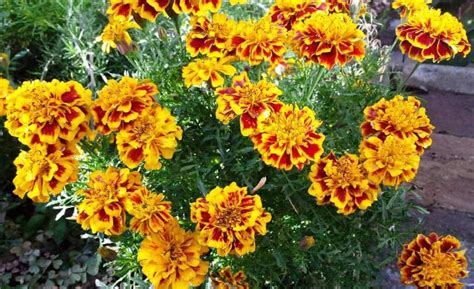 Tagetes Patula Dianas Mooie Moestuin