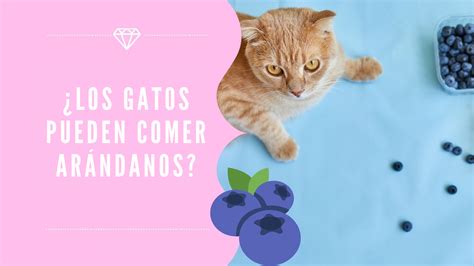 ¿los Gatos Pueden Comer Arándanos