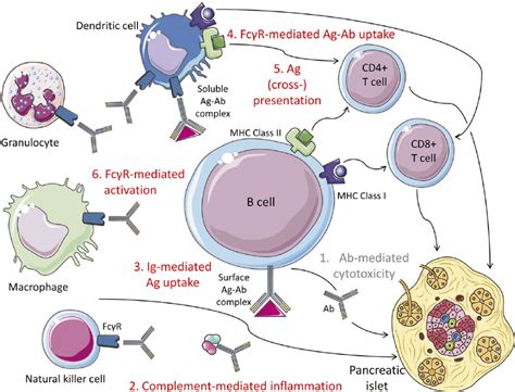 Mechanisms Of B Cell Involvement In B Cell Autoimmunity