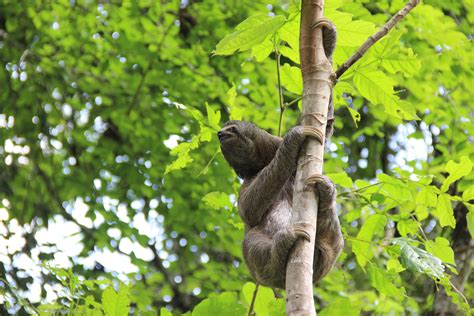 Alagoas Aumenta N Mero De Resgate E Reduz Bitos De Animais Silvestres