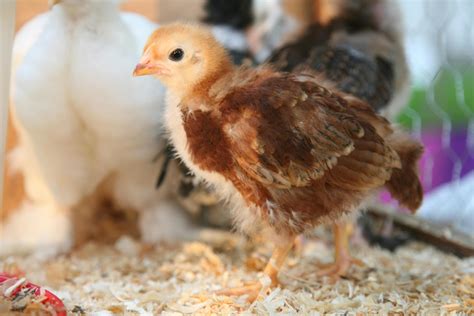 700+ Best Chick Photos · 100% Free Download · Pexels Stock Photos