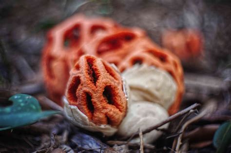 13 Bizarre and Beautiful Mushrooms