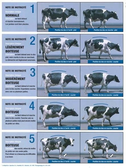 Notation De La Motricit Des Vaches Laiti Res