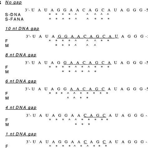 Rnase H Mediated Cleavage Of Rna Duplexed With Various Antisense