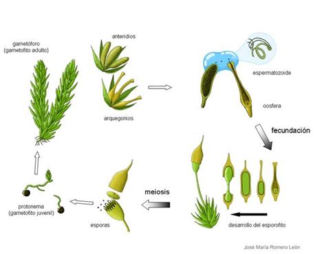 Esquema Del Ciclo De Un Bri Fito Un Musgo Diagram Of A Bryophyte Life