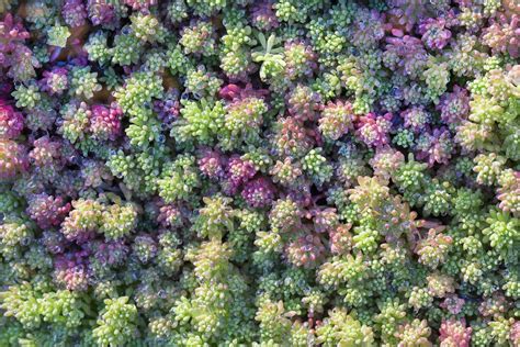 Growing Sedum Groundcover Plants Groundcover Sedum Varieties And